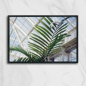 Fotografía análoga de una hoja de palmera verde en primer plano dentro de un invernadero de estructura metálica y vidrio. La imagen fue tomada en la Palm House de Kew Gardens en Londres. Obra Palm Kew de Fiorella Angelini, 2018.