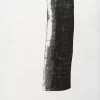 El árbol 6 — Adriana Asenjo